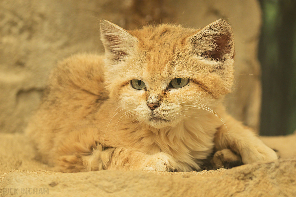 Arabian Sand Cat