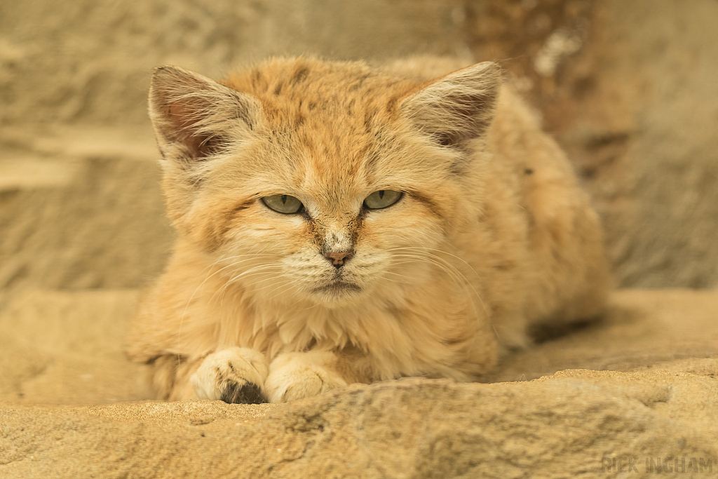 Arabian Sand Cat