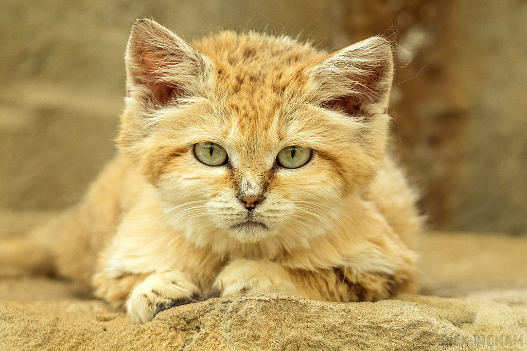 Arabian Sand Cat