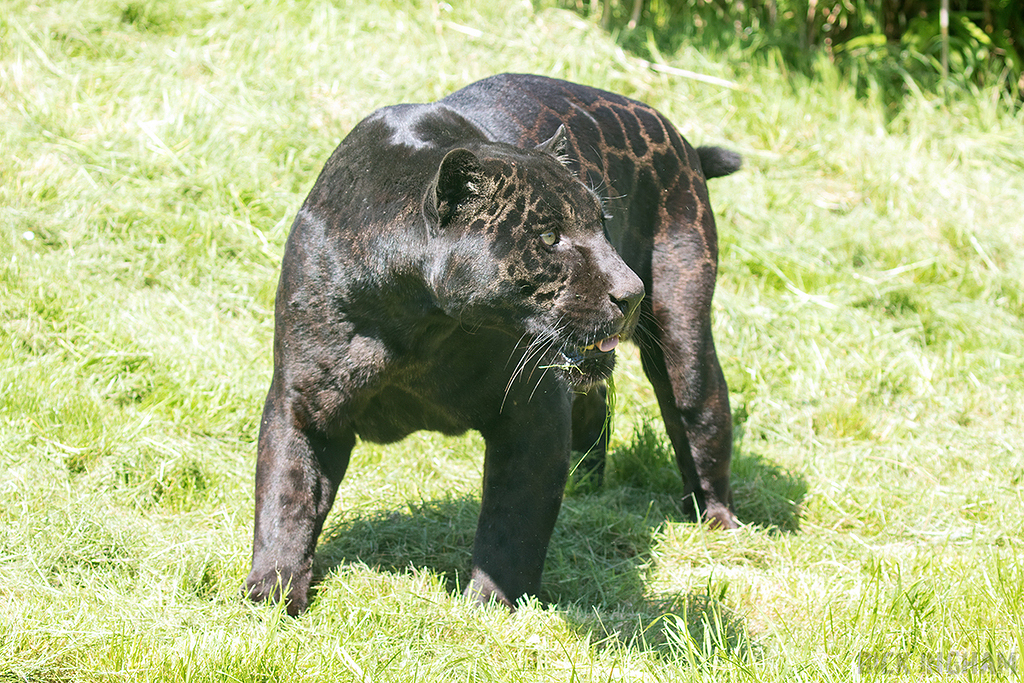 Black Jaguar