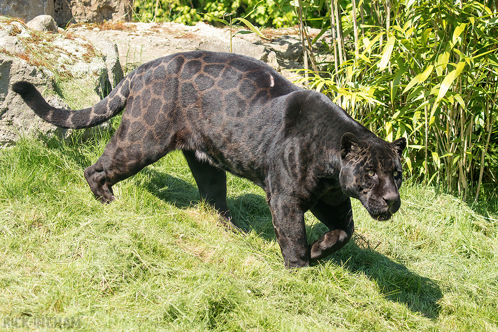 Black Jaguar