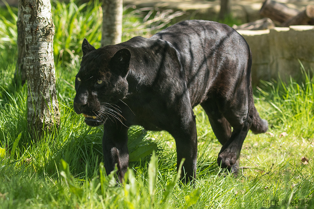 Black Jaguar