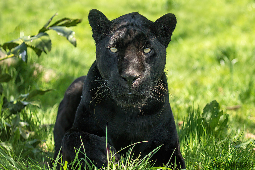 Black Jaguar