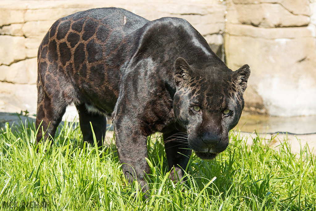 Black Jaguar