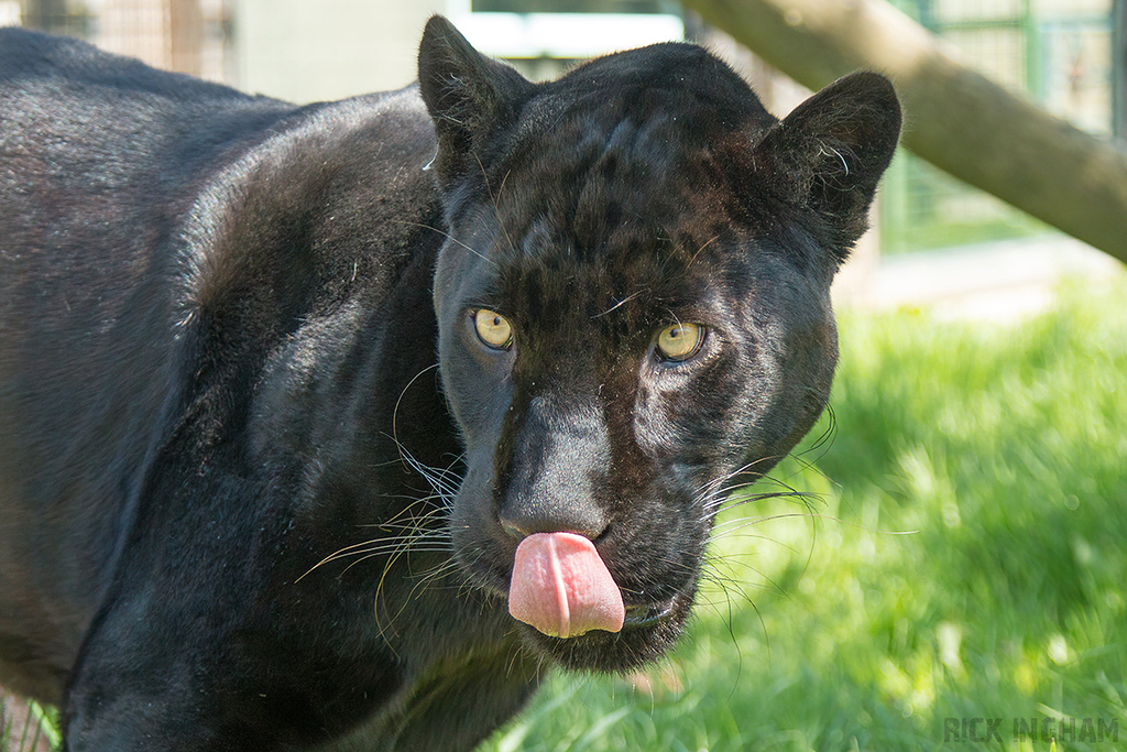 Black Jaguar