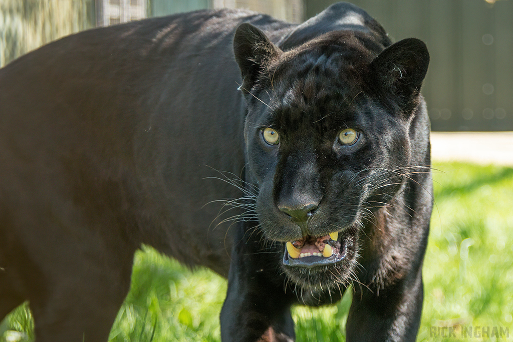 Black Jaguar