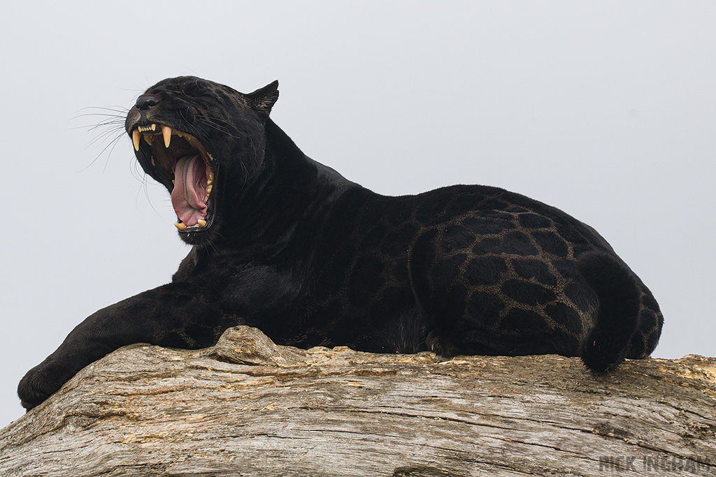 Black Jaguar