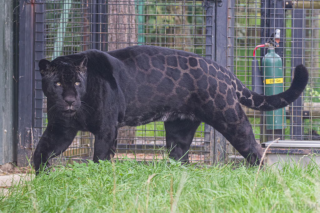 Black Jaguar