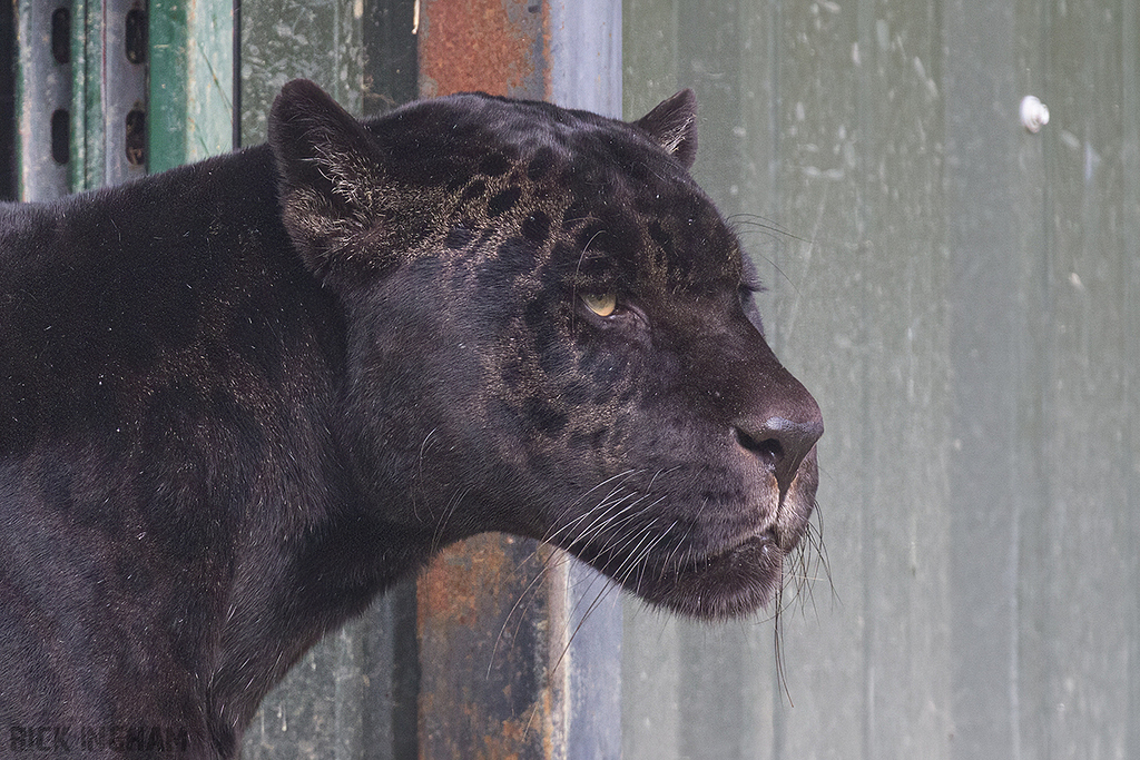 Black Jaguar