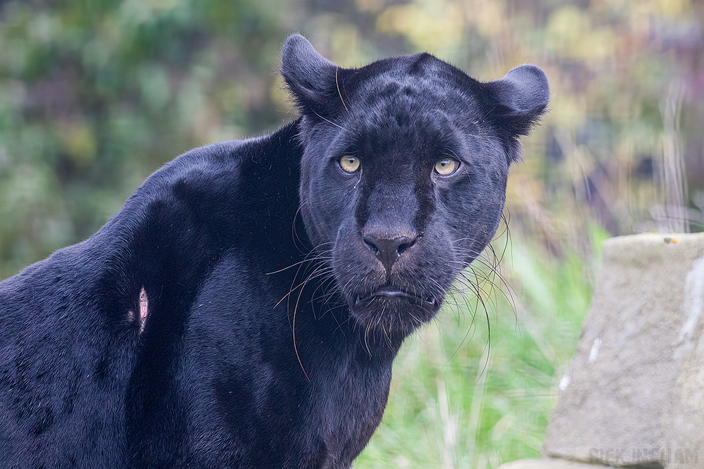 Black Jaguar