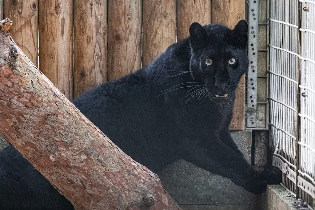 Black Leopard