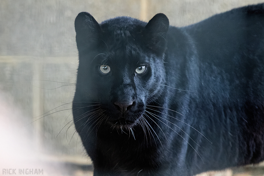 Black Leopard