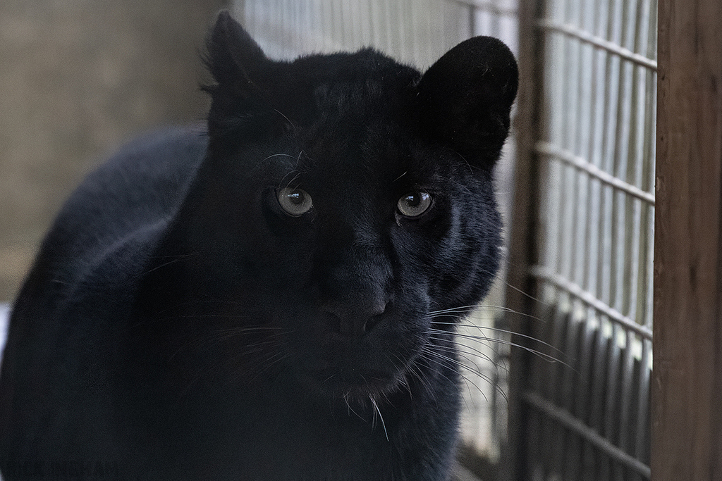 Black Leopard