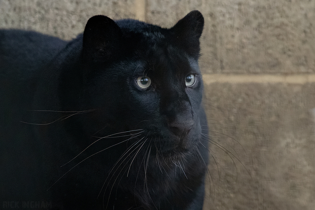 Black Leopard
