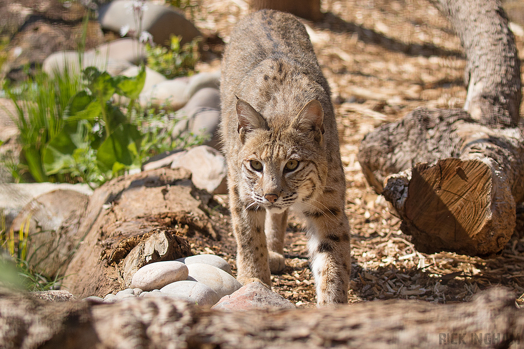 Bobcat