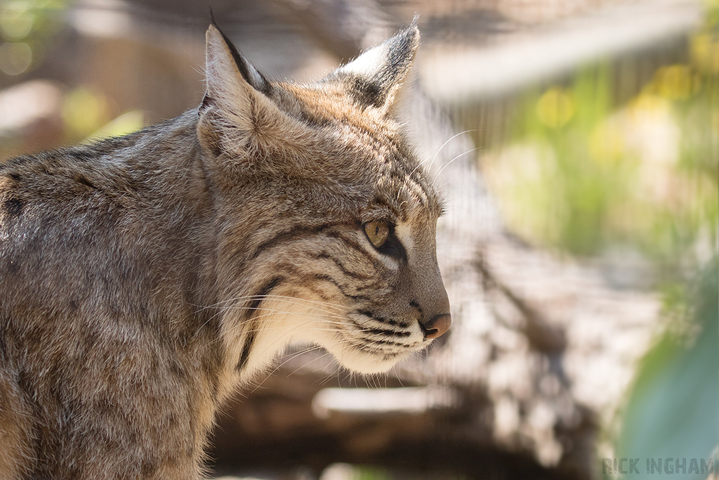Bobcat