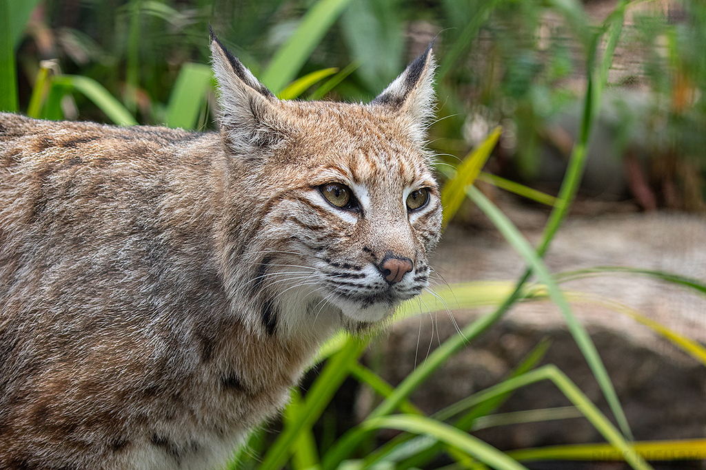 Bobcat