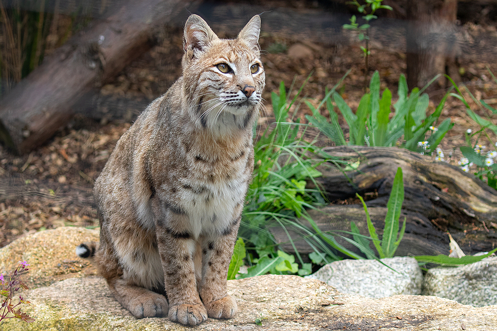 Bobcat