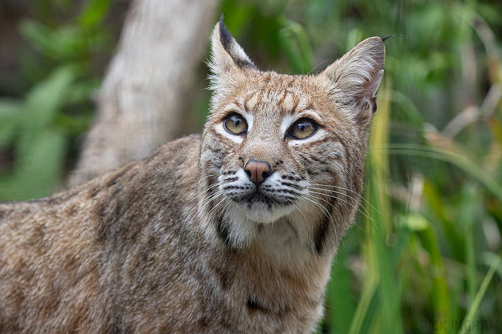 Bobcat