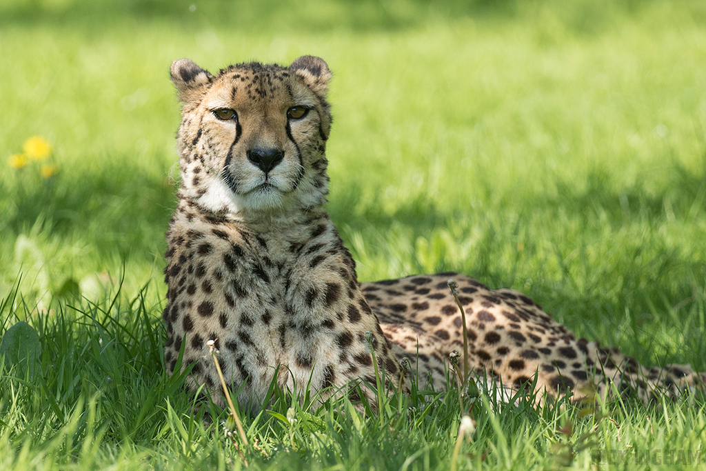 Cheetah