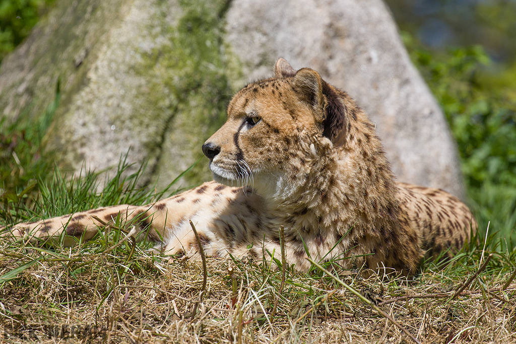 South African Cheetah | Male