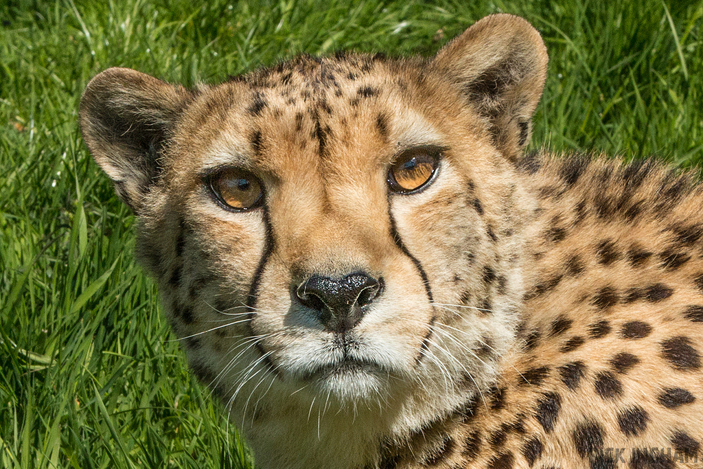 Cheetah