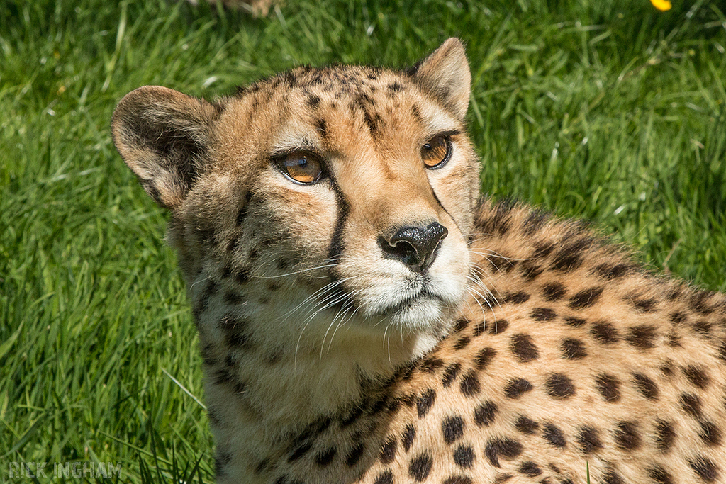 Cheetah
