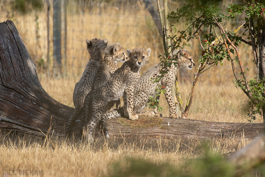 Cheetah | Cub