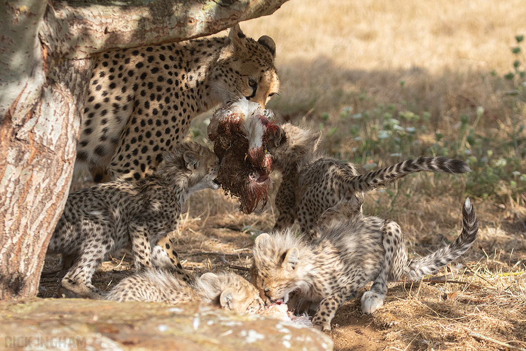 Cheetah | Cub