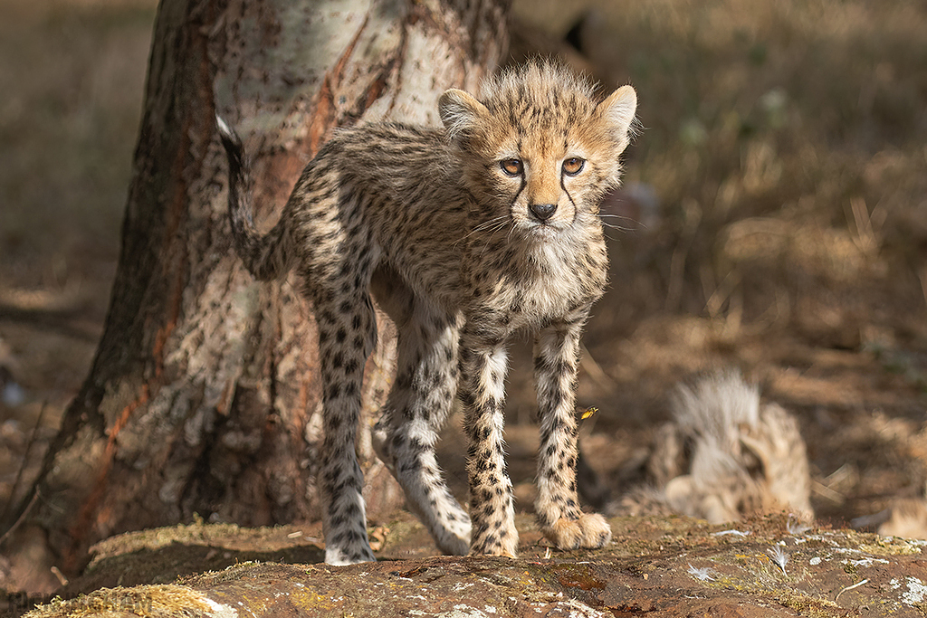 Cheetah | Cub
