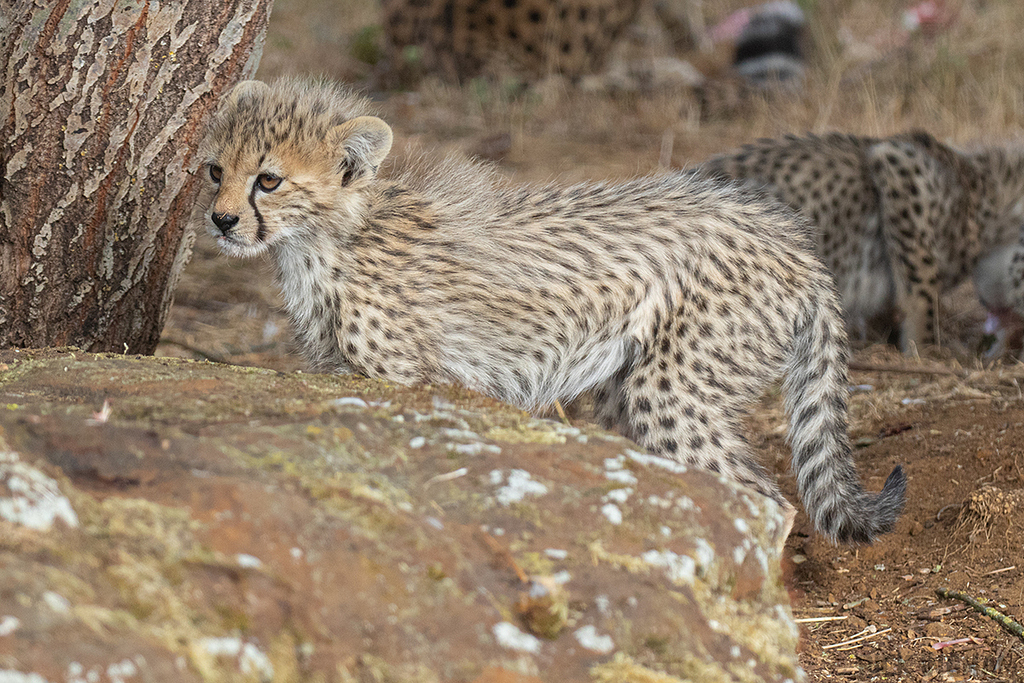 Cheetah | Cub