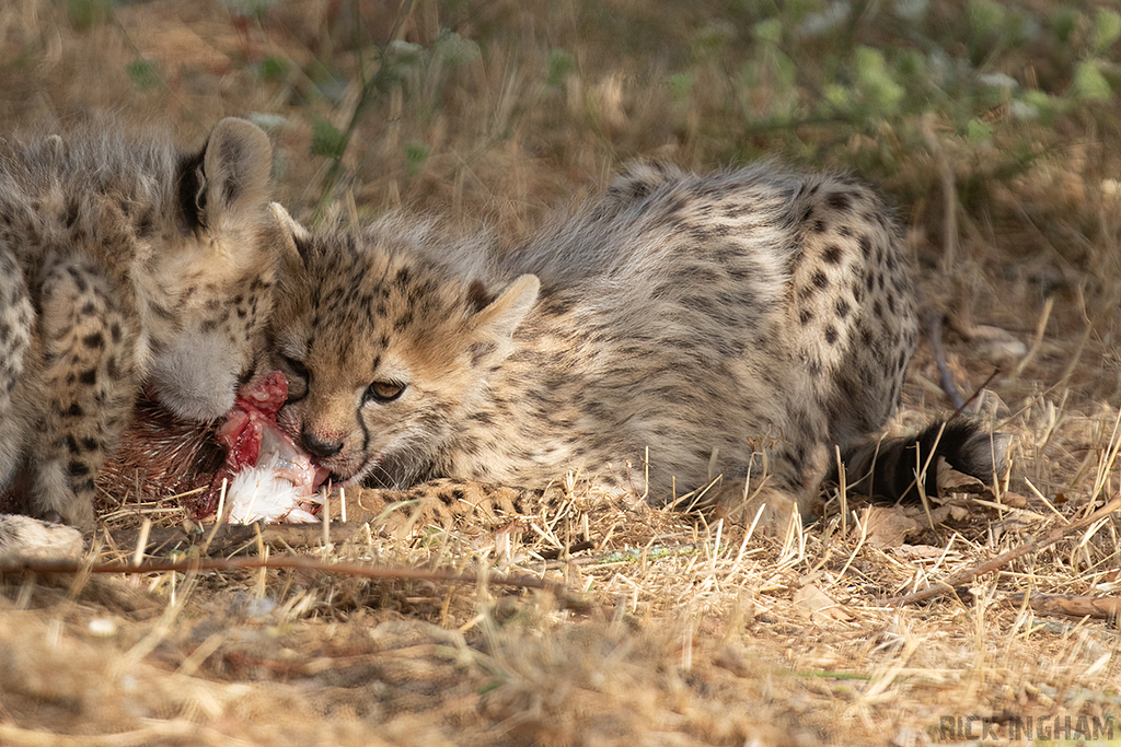 Cheetah | Cub