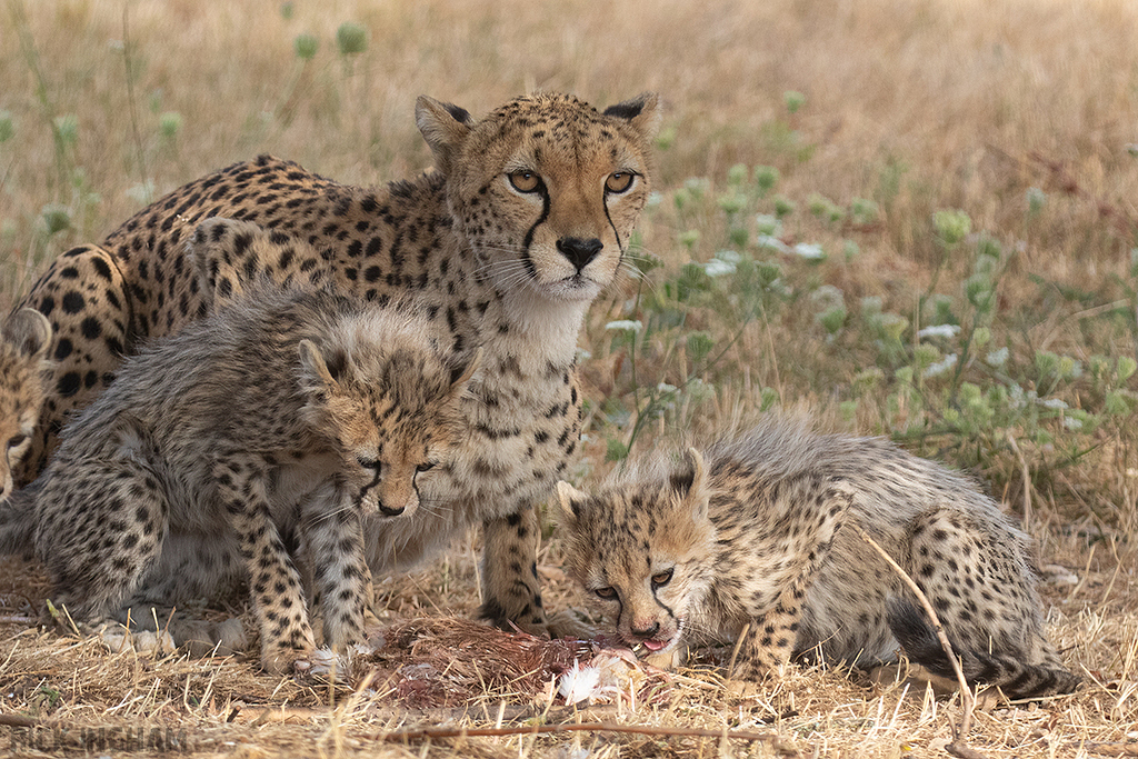 Cheetah | Cub