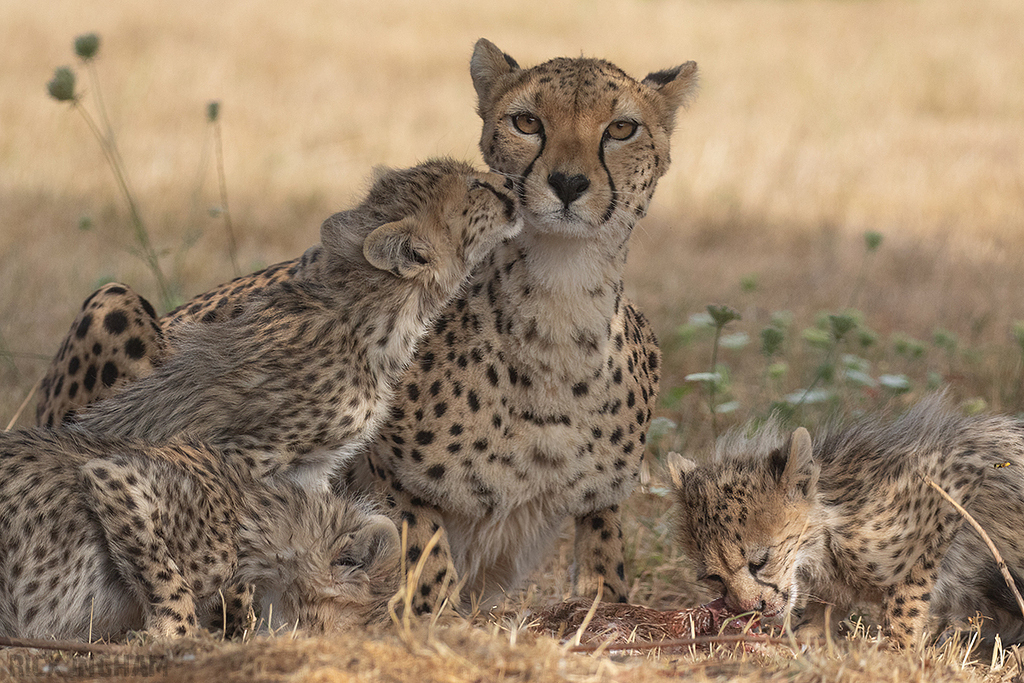 Cheetah | Cub