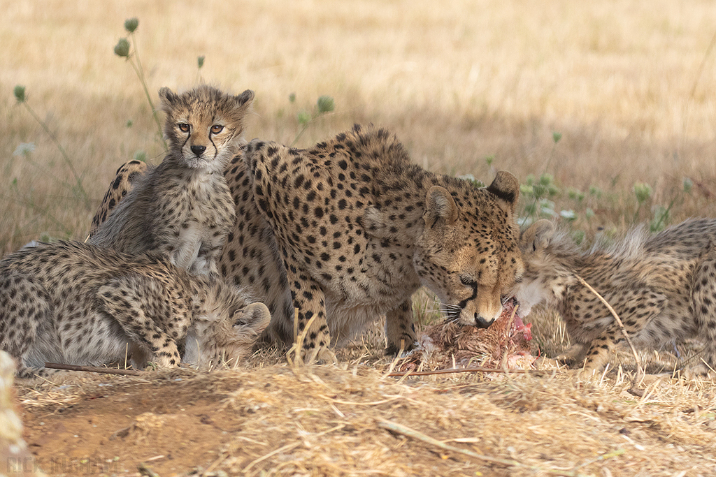 Cheetah | Cub