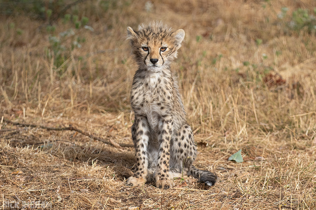 Cheetah | Cub