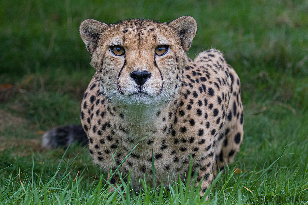 Cheetah
