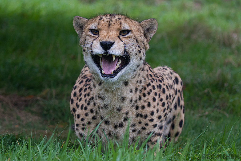 Cheetah