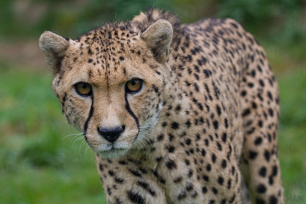 Cheetah