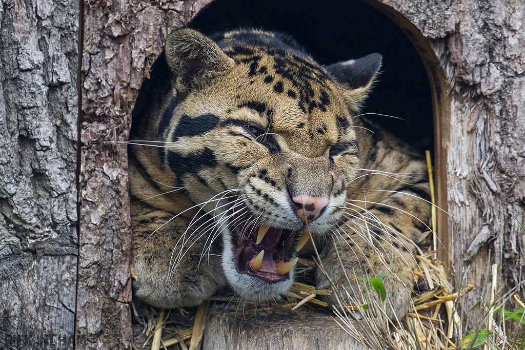 Clouded Leopard