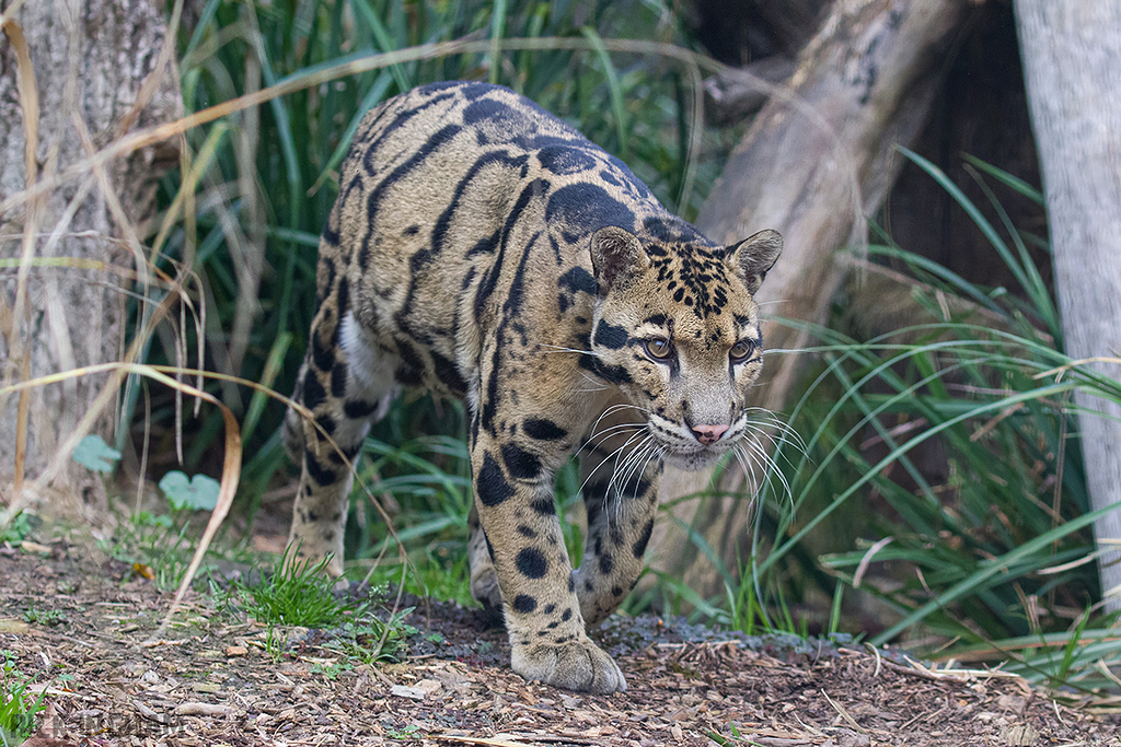 Clouded Leopard