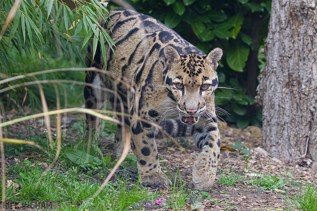 Clouded Leopard