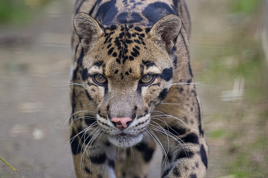Clouded Leopard