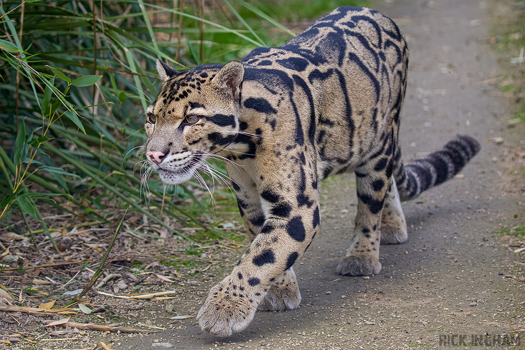 Clouded Leopard