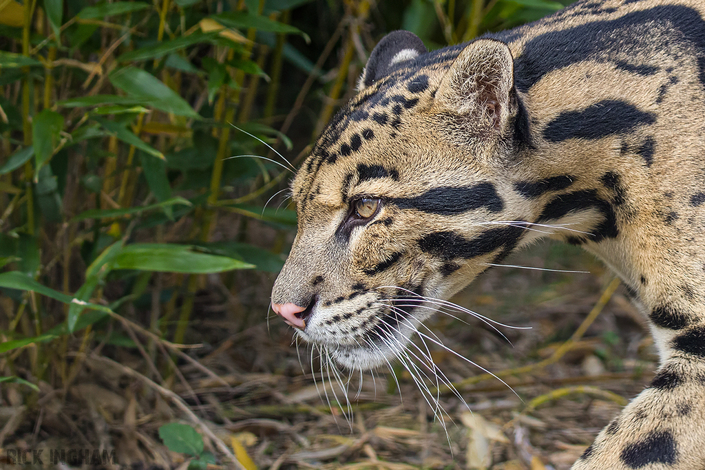 Clouded Leopard