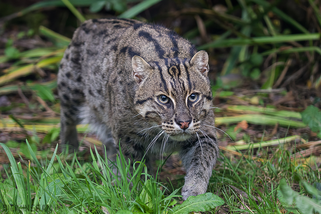 Fishing Cat