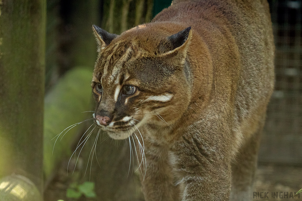 Asian Golden Cat