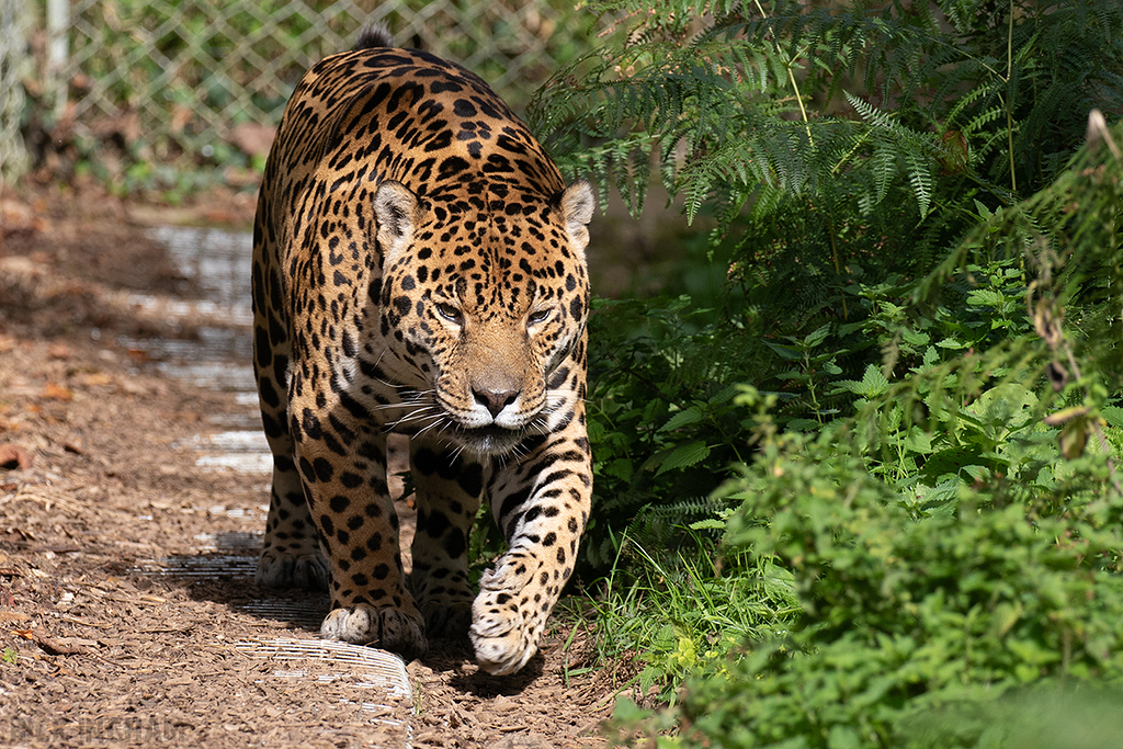 Jaguar