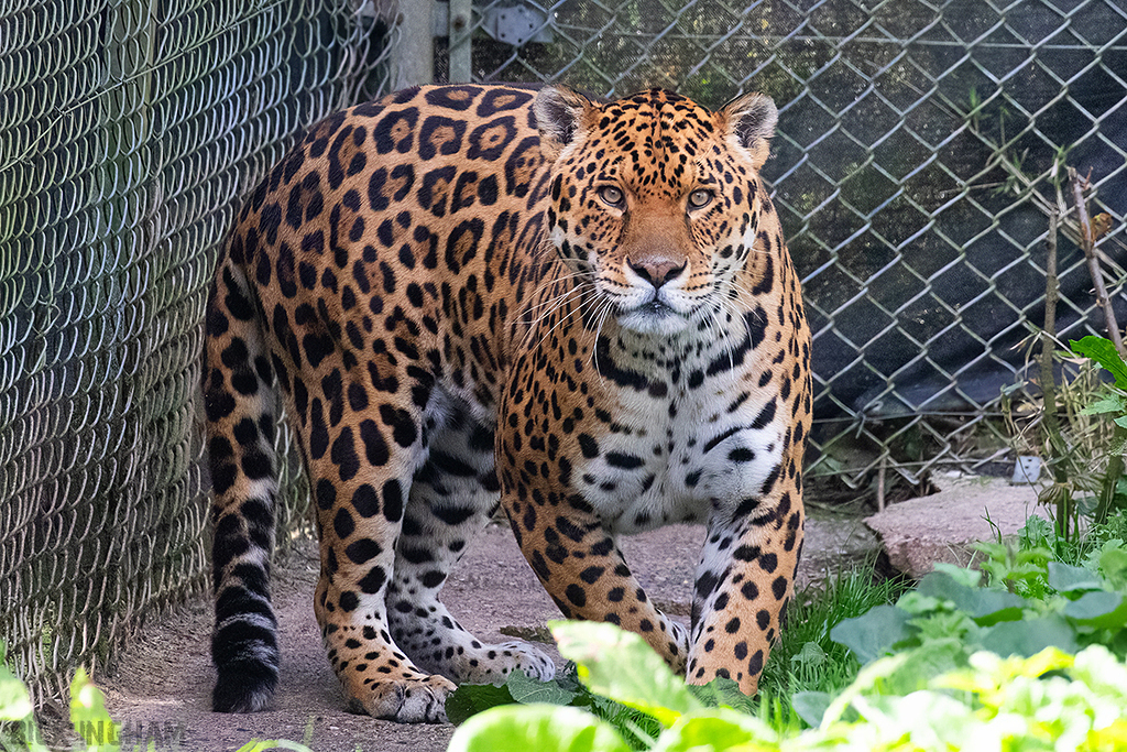 Jaguar