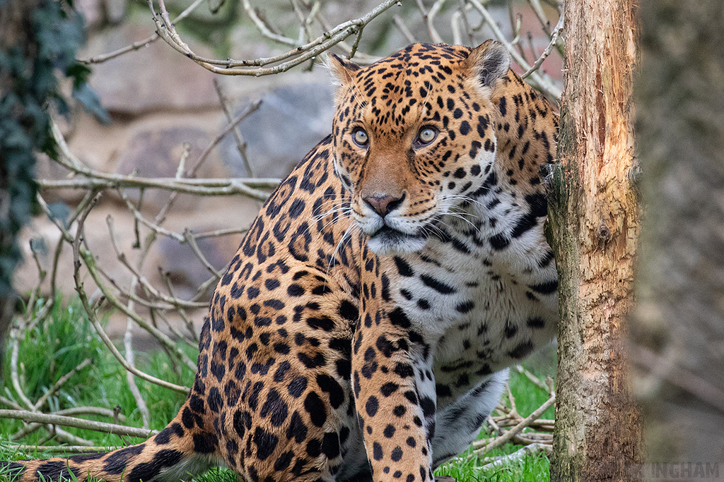 Jaguar